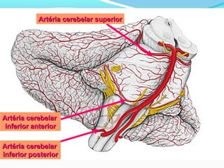 Artéria cerebelar superiorArtéria cerebelar superior
Artéria cerebelarArtéria cerebelar
inferior anteriorinferior anterior
Artéria cerebelarArtéria cerebelar
inferior posteriorinferior posterior
 