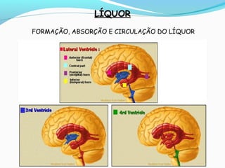 LÍQUORLÍQUOR
FORMAÇÃO, ABSORÇÃO E CIRCULAÇÃO DO LÍQUOR
 