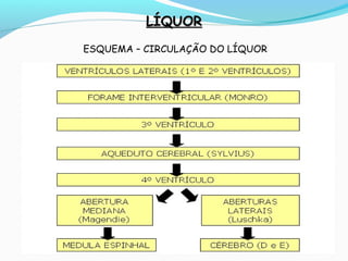 LÍQUORLÍQUOR
ESQUEMA – CIRCULAÇÃO DO LÍQUOR
 