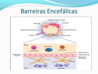Barreiras Encefálicas
 