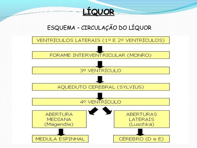 A vascularização , liquor e barreiras