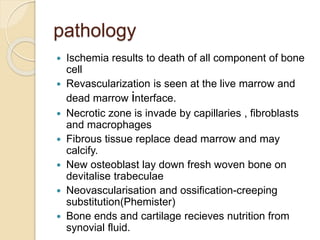 pathology
 Ischemia results to death of all component of bone
cell
 Revascularization is seen at the live marrow and
dead marrow interface.
 Necrotic zone is invade by capillaries , fibroblasts
and macrophages
 Fibrous tissue replace dead marrow and may
calcify.
 New osteoblast lay down fresh woven bone on
devitalise trabeculae
 Neovascularisation and ossification-creeping
substitution(Phemister)
 Bone ends and cartilage recieves nutrition from
synovial fluid.
 