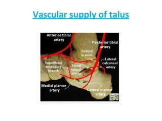 Vascular supply of talus
 