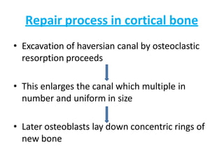 Repair process in cortical bone
• Excavation of haversian canal by osteoclastic
resorption proceeds
• This enlarges the canal which multiple in
number and uniform in size
• Later osteoblasts lay down concentric rings of
new bone
 