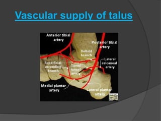 Vascular supply of talus
 
