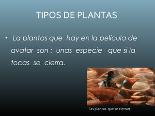 TIPOS DE PLANTAS
• La plantas que hay en la película de
avatar son : unas especie que si la
tocas se cierra.
las plantas que se cierran
 