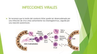 INFECCIONES VIRALES
 Se reconoce que la lesión del conducto biliar puede ser desencadenada por
una infección de virus (más comúnmente los citomegalovirus), seguida por
una reacción autoinmune.
 