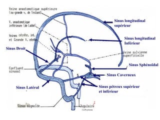 Sinus longitudinal
supérieur
Sinus longitudinal
Inférieur
Sinus pétreux supérieur
et inférieur
Sinus Droit
Sinus Sphénoïdal
Sinus Caverneux
Sinus Latéral
 