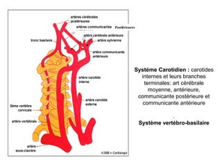 Systéme Carotidien : carotides
internes et leurs branches
terminales: art cérébrale
moyenne, antérieure,
communicante postérieure et
communicante antérieure
.
Système vertébro-basilaire
Postérieures
 