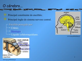 O cérebro... www.igc.gulbenkian.pt Principal constituinte do encéfalo; Principal órgão do sistema nervoso central. www.igc.gulbenkian.pt Encéfalo protegido por: Crânio; Meninges ; Líquido cefalorraquidiano. 
