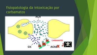 fisiopatologia da intoxicação por
carbamatos
CARBAMATOS
 