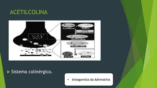ACETILCOLINA
 Sistema colinérgico.
• Antagonista da Adrenalina
 