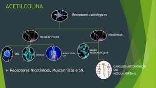 ACETILCOLINA
 Receptores Nicotínicos, Muscarinicos e SN.
Receptores colinérgicos
muscarinicos
SNC CORAÇÃO
nicotínicos
UNIÃO
NEUROMUSCULARMUSCULATURA
LISA
GANGLIOS AUTONOMICOS
SNC
MEDULA ADRENAL
 