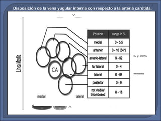 Disposición de la vena yugular interna con respecto a la arteria carótida.
 