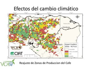 Efectos del cambio climático
Reajuste de Zonas de Produccion del Cafe
 