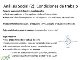 Análisis Social (2): Condiciones de trabajo
Respeto sustancial de los derechos laborales
• Contratos orales en la fase agrícola, sin beneficios sociales
• Derechos laborales respetados en las empresas procesadoras y exportadoras
Trabajo infantil común (63%) o frecuente (27%), excepto producción certificada
Bajo nivel de riesgos de trabajo en la cadena (sin protección)
Baja atracción
• Baja productividad del trabajo de corte
• Salario mínimo agrícola < costo de canasta básica esencial
• No alcanzado por jornaleros, apenas para cortadores
• Atracción diferenciada para los jóvenes
- Mayor en lcafés diferenciados (catación,cafeterías)
- Migración significativa campo-ciudad y a los EEUU
 
