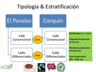 Tipología & Estratificación
Minifundio (< 3 mzs)
Pequeña Producción
(3-10 mz)
Mediana producción
(10-30 mzs)
Gran producción
(30- >100 mz)
El Paraíso
Café
Convencional
Cafés
Differenciados
Corquín
Café
Convencional
Cafés
Differenciados
81 %
19 %
 
