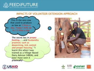 Accelerated Value Chain Development (AVCD) Dairy Component