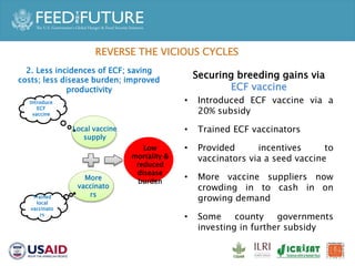 Accelerated Value Chain Development (AVCD) Dairy Component