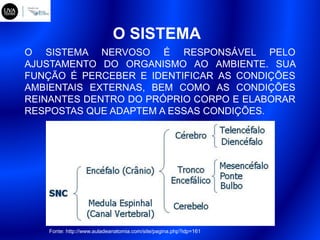 O SISTEMA
O SISTEMA NERVOSO É RESPONSÁVEL PELO
AJUSTAMENTO DO ORGANISMO AO AMBIENTE. SUA
FUNÇÃO É PERCEBER E IDENTIFICAR AS CONDIÇÕES
AMBIENTAIS EXTERNAS, BEM COMO AS CONDIÇÕES
REINANTES DENTRO DO PRÓPRIO CORPO E ELABORAR
RESPOSTAS QUE ADAPTEM A ESSAS CONDIÇÕES.
Fonte: http://www.auladeanatomia.com/site/pagina.php?idp=161
 