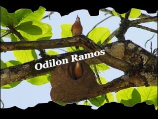 Odilon Ramos 