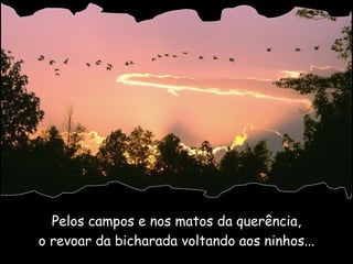 Pelos campos e nos matos da querência, o revoar da bicharada voltando aos ninhos... 