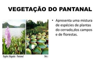 VEGETAÇÃO DO PANTANAL
• Apresenta uma mistura
de espécies de plantas
do cerrado,dos campos
e de florestas.
 