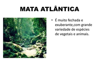 MATA ATLÂNTICA
• É muito fechada e
exuberante,com grande
variedade de espécies
de vegetais e animais.
 