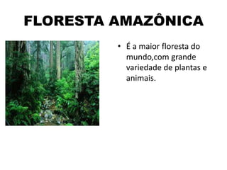 FLORESTA AMAZÔNICA
• É a maior floresta do
mundo,com grande
variedade de plantas e
animais.
 