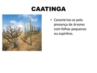 CAATINGA
• Caracteriza-se pela
presença de árvores
com folhas pequenas
ou espinhos.
 