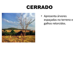 CERRADO
• Apresenta árvores
espaçadas no terreno e
galhos retorcidos.
 