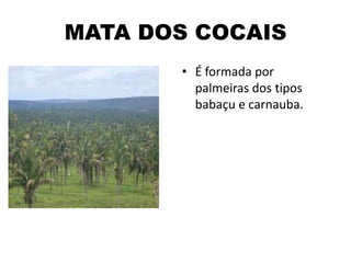 MATA DOS COCAIS
• É formada por
palmeiras dos tipos
babaçu e carnauba.
 