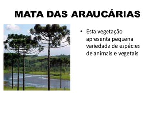 MATA DAS ARAUCÁRIAS
• Esta vegetação
apresenta pequena
variedade de espécies
de animais e vegetais.
 