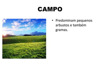CAMPO
• Predominam pequenos
arbustos e também
gramas.
 