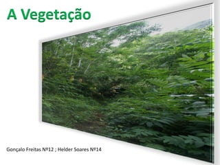 A Vegetação A vegetação Gonçalo Freitas Nº12 ; Helder Soares Nº14 