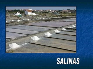 SALINAS 