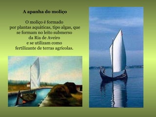 A apanha do moliço O moliço é formado  por plantas aquáticas, tipo algas, que se formam no leito submerso  da Ria de Aveiro  e se utilizam como  fertilizante de terras agrícolas.  