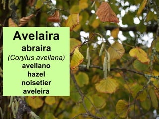 Abeleira
abraira
(Corylus avellana)
avellano
hazel
noisetier
aveleira
 