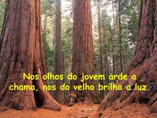 Nos olhos do jovem arde a
chama, nos do velho brilha a luz.
 