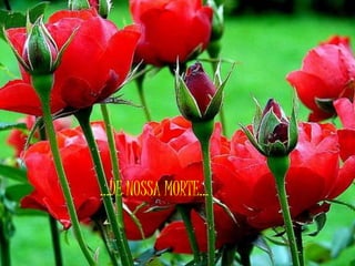 ...DE NOSSA MORTE...
 