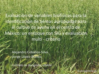 Evaluación de variables biofísicas para la
identificación de aéreas apropiadas para
   el cultivo de avena en el centro de
México: un enfoque con SIG y evaluación
              multi - criterio

   Alejandro Ceballos-Silva
   Jorge López-Blanco

   Instituto de Geografía, UNAM
 