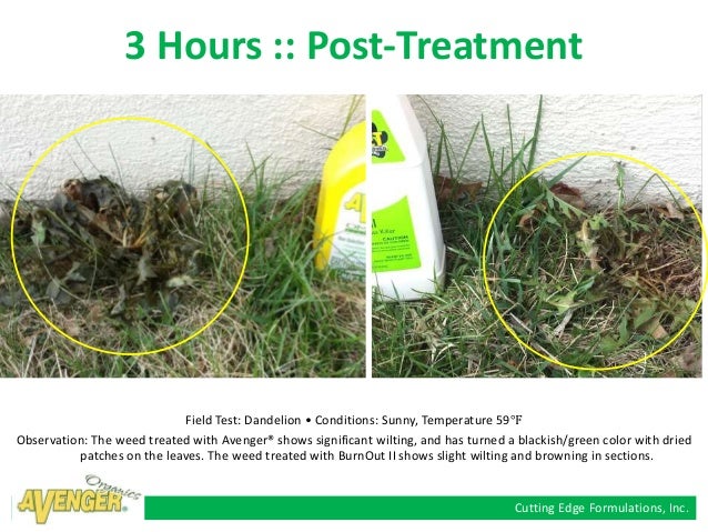 Avenger® Weed Killer vs. BurnOut II :: Organic Herbicide ...