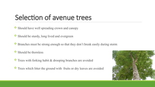 Selection of avenue trees
 Should have well spreading crown and canopy
 Should be sturdy, long lived and evergreen
 Branches must be strong enough so that they don’t break easily during storm
 Should be thornless
 Trees with forking habit & drooping branches are avoided
 Trees which litter the ground with fruits or dry leaves are avoided
 