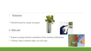 3. Protection
 Should be done by proper tree guard
4. After care
 Regular weeding should be undertaken till the seedling establishment
 Pruning help to maintain shape, size and vigor
 