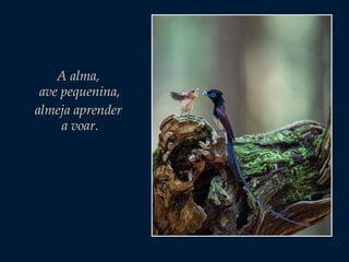 A alma,
ave pequenina,
almeja aprender
a voar.

 