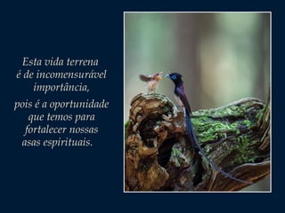 Esta vida terrena
é de incomensurável
importância,
pois é a oportunidade
que temos para
fortalecer nossas
asas espirituais.

 