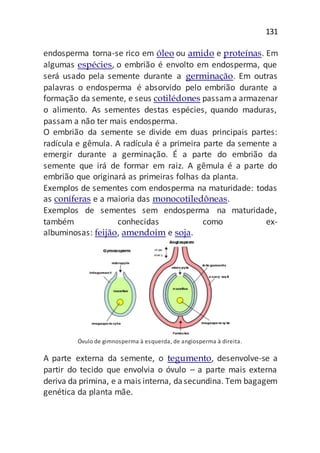 131
endosperma torna-se rico em óleo ou amido e proteínas. Em
algumas espécies, o embrião é envolto em endosperma, que
será usado pela semente durante a germinação. Em outras
palavras o endosperma é absorvido pelo embrião durante a
formação da semente, e seus cotilédones passama armazenar
o alimento. As sementes destas espécies, quando maduras,
passam a não ter mais endosperma.
O embrião da semente se divide em duas principais partes:
radícula e gêmula. A radícula é a primeira parte da semente a
emergir durante a germinação. É a parte do embrião da
semente que irá de formar em raiz. A gêmula é a parte do
embrião que originará as primeiras folhas da planta.
Exemplos de sementes com endosperma na maturidade: todas
as coníferas e a maioria das monocotiledôneas.
Exemplos de sementes sem endosperma na maturidade,
também conhecidas como ex-
albuminosas: feijão, amendoim e soja.
Óvulo de gimnosperma à esquerda, de angiosperma à direita.
A parte externa da semente, o tegumento, desenvolve-se a
partir do tecido que envolvia o óvulo – a parte mais externa
deriva da primina, e a mais interna, dasecundina. Tem bagagem
genética da planta mãe.
 
