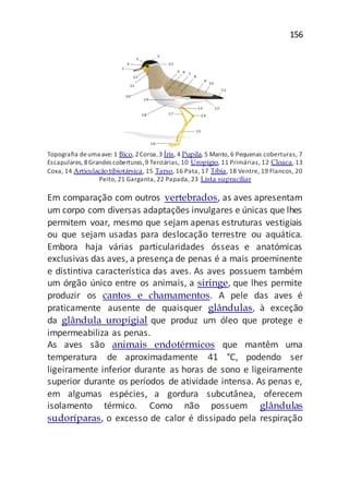 156
Topografia deuma ave: 1 Bico, 2Coroa,3 Íris, 4 Pupila, 5 Manto, 6 Pequenas coberturas, 7
Escapulares, 8Grandes coberturas,9 Terciárias, 10 Uropígio, 11 Primárias, 12 Cloaca, 13
Coxa, 14 Articulação tíbiotársica, 15 Tarso, 16 Pata, 17 Tíbia, 18 Ventre, 19 Flancos, 20
Peito, 21 Garganta, 22 Papada, 23 Lista supraciliar
Em comparação com outros vertebrados, as aves apresentam
um corpo com diversas adaptações invulgares e únicas que lhes
permitem voar, mesmo que sejam apenas estruturas vestigiais
ou que sejam usadas para deslocação terrestre ou aquática.
Embora haja várias particularidades ósseas e anatómicas
exclusivas das aves, a presença de penas é a mais proeminente
e distintiva característica das aves. As aves possuem também
um órgão único entre os animais, a siringe, que lhes permite
produzir os cantos e chamamentos. A pele das aves é
praticamente ausente de quaisquer glândulas, à exceção
da glândula uropigial que produz um óleo que protege e
impermeabiliza as penas.
As aves são animais endotérmicos que mantêm uma
temperatura de aproximadamente 41 °C, podendo ser
ligeiramente inferior durante as horas de sono e ligeiramente
superior durante os períodos de atividade intensa. As penas e,
em algumas espécies, a gordura subcutânea, oferecem
isolamento térmico. Como não possuem glândulas
sudoríparas, o excesso de calor é dissipado pela respiração
 