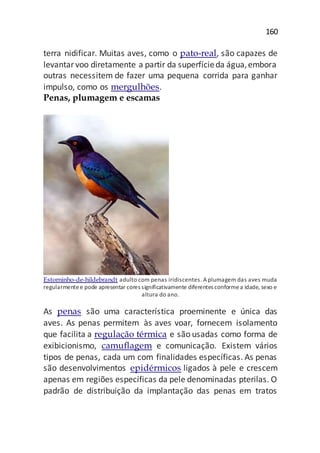 160
terra nidificar. Muitas aves, como o pato-real, são capazes de
levantar voo diretamente a partir da superfícieda água,embora
outras necessitem de fazer uma pequena corrida para ganhar
impulso, como os mergulhões.
Penas, plumagem e escamas
Estorninho-de-hildebrandt adulto com penas iridiscentes. Aplumagem das aves muda
regularmentee pode apresentar cores significativamente diferentes conformea idade, sexo e
altura do ano.
As penas são uma característica proeminente e única das
aves. As penas permitem às aves voar, fornecem isolamento
que facilita a regulação térmica e são usadas como forma de
exibicionismo, camuflagem e comunicação. Existem vários
tipos de penas, cada um com finalidades específicas. As penas
são desenvolvimentos epidérmicos ligados à pele e crescem
apenas em regiões específicas da pele denominadas pterilas. O
padrão de distribuição da implantação das penas em tratos
 