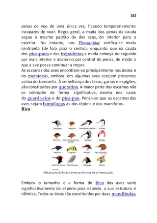162
penas de voo de uma única vez, ficando temporariamente
incapazes de voar. Regra geral, a muda das penas da cauda
segue o mesmo padrão da das asas, do interior para o
exterior. No entanto, nos Phasianidae verifica-se muda
centrípeta (de fora para o centro), enquanto que na cauda
dos pica-paus e das trepadeiras a muda começa no segundo
par mais interior e acaba no par central de penas, de modo a
que a ave possa continuar a trepar.
As escamas das aves encontram-se principalmente nos dedos e
no metatarso, embora em algumas aves estejam presentes
acima do tornozelo. À semelhança dos bicos, garras e espigões,
são constituídas por queratina. A maior parte das escamas não
se sobrepõe de forma significativa, exceto nos casos
do guarda-rios e do pica-pau. Pensa-se que as escamas das
aves sejam homólogas às dos répteis e dos mamíferos.
Bico
Adaptação do bico a diversas formas de alimentação.
Embora o tamanho e a forma do bico das aves varie
significativamente de espécie para espécie, a sua estrutura é
idêntica. Todos os bicos são constituídos por duas mandíbulas,
 